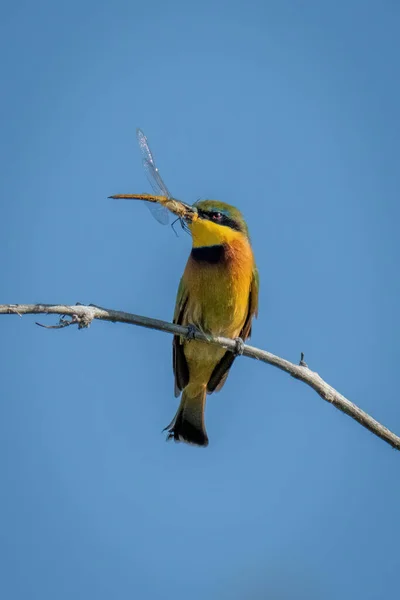 Little Bee Eater Sunny Branch Holds Dragonfly — Stock Photo, Image