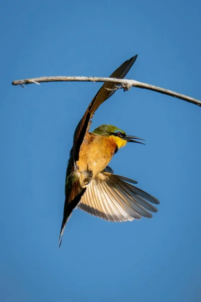 Küçük Arı Yiyici Dalların Yanında Havada Sallanıyor — Stok fotoğraf