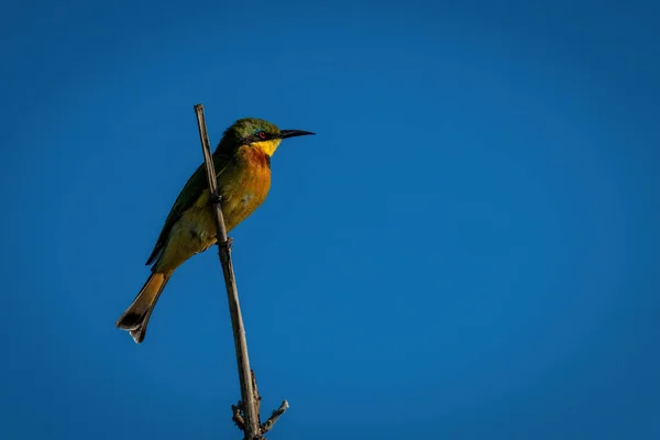 Little Bee Eater Catchlight Dry Branch — Stock Photo, Image