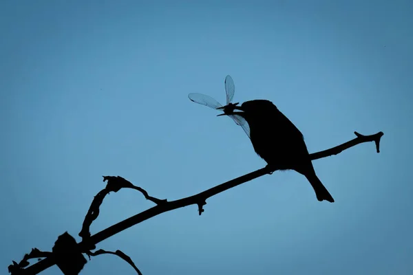 잡이새는 공중으로 날으는 잠자리를 다닌다 — 스톡 사진