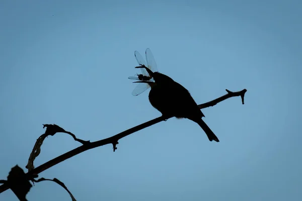 잡이새는 하늘에 날갯짓하는 잠자리를 잡아먹는다 — 스톡 사진