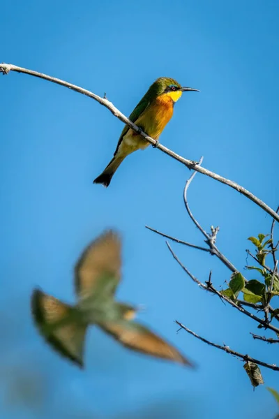 잡이새는 나뭇가지 밑으로 날아간다 — 스톡 사진