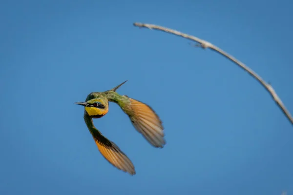 Küçük Arı Yiyici Daldan Kameraya Doğru Uçar — Stok fotoğraf
