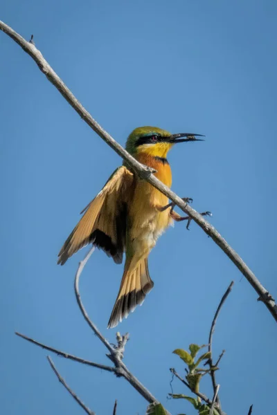 Little Bee Eater Lands Branch Holding Insect — Stock Photo, Image