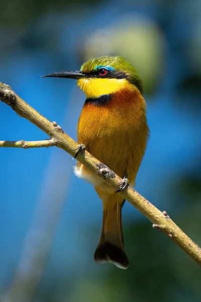 Little Bee Eater Diagonal Branch Turning Head — Stock Photo, Image