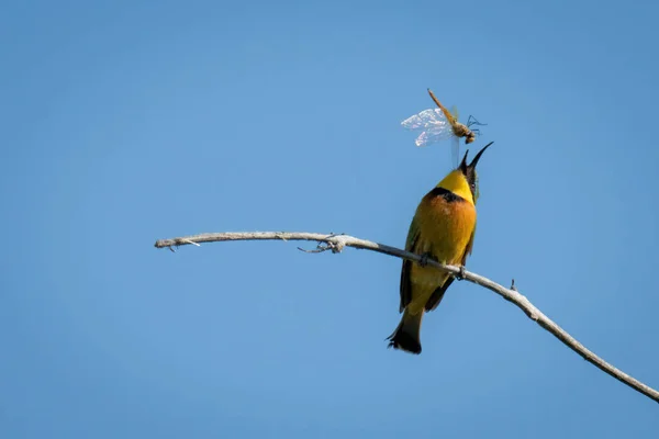 Nce Daldaki Küçük Arı Yiyici Yusufçuk Fırlatıyor — Stok fotoğraf