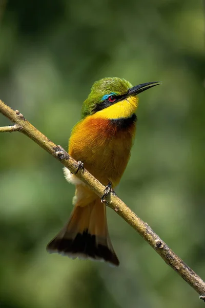 Little Bee Eater Thin Branch Showing Catchlight — Stock Photo, Image