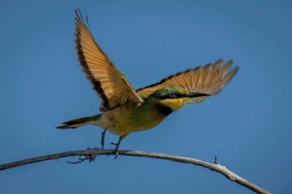 Küçük Arı Yiyici Havalanmak Için Kanatlarını Açar — Stok fotoğraf