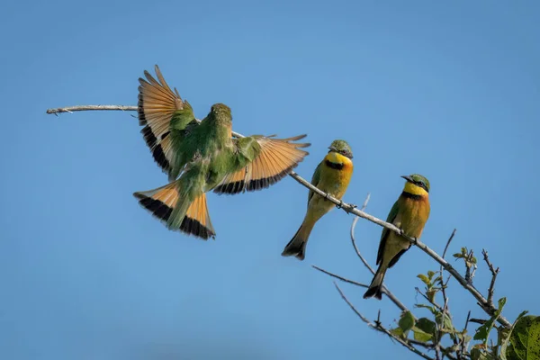 Little Bee Eater Lands Branch Others — Stock Photo, Image