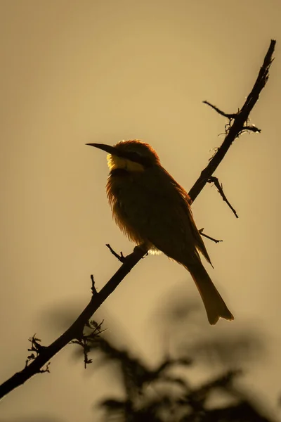 Pequeño Abejorro Rama Silueta Contra Cielo — Foto de Stock