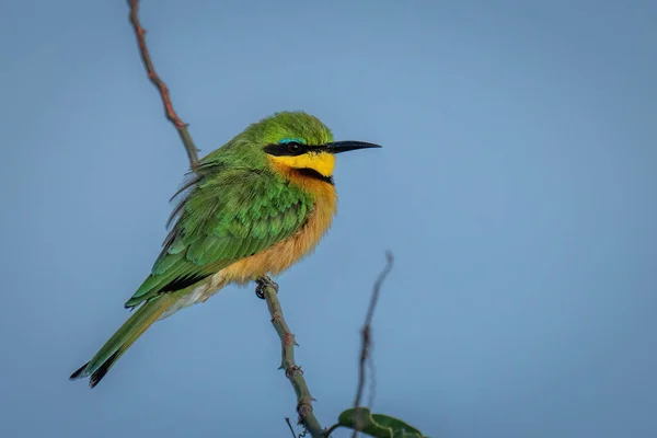 Yeşil Daldaki Küçük Arı Yiyici Kamerayı Izliyor — Stok fotoğraf
