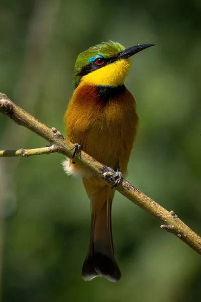 stock image Little bee-eater on thin branch lifting beak