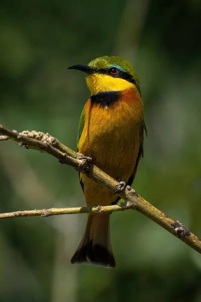 Little Bee Eater Watches Camera Diagonal Branch — Stock Photo, Image
