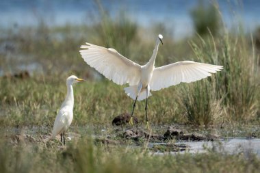Küçük balıkçıllar sığ sularda yaşar.