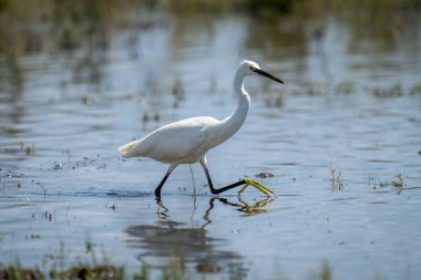 Küçük balıkçıl suyun içinde yürür.