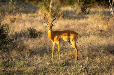 Erkek İmpala kameraya doğru dönüyor.