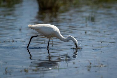 Küçük balıkçıl başını suya daldırıyor.