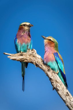 Erkek ve dişi leylak göğüslü yuvarlaklar kütükte