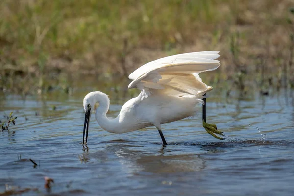 stock image Little egret dives for fish in river