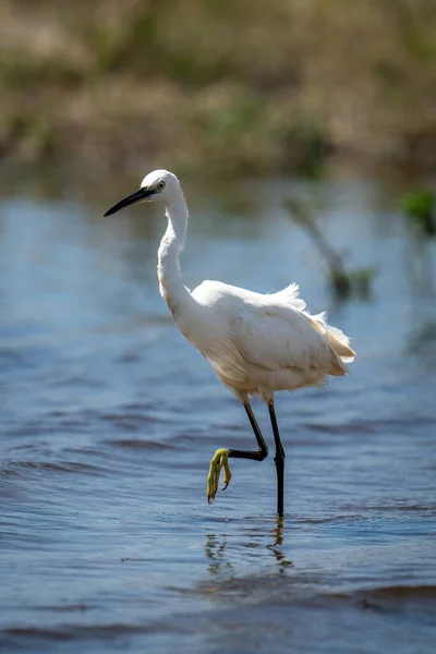 stock image Little egret stands in shallows raising foot