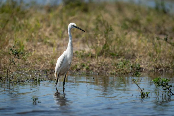 Little Egret Stands Shallows Looking — Stock Photo, Image