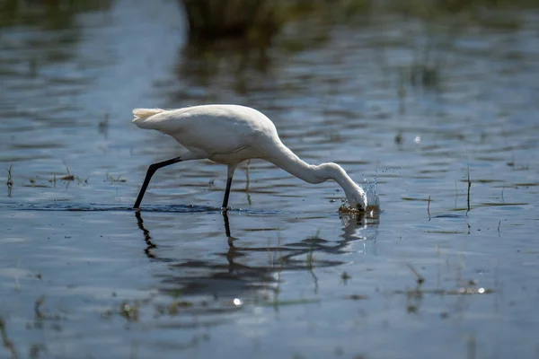 Little Egret Stands Plunging Beak Water — Stock Photo, Image