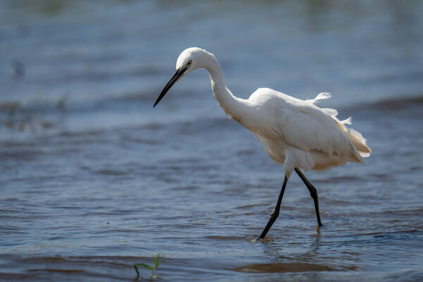 Little egret walks in shallows looking down