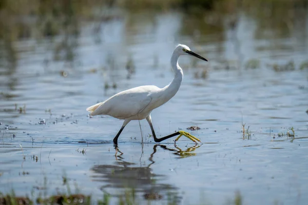 Little Egret Walks Water Lifting Foot — Stock Photo, Image