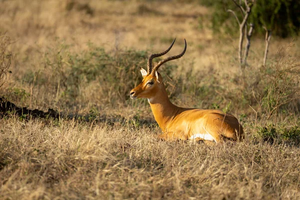 Macho Comum Impala Deitado Grama Olhando — Fotografia de Stock