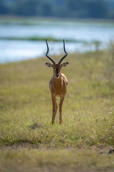 Masculino Comum Impala Fica Para Trás Iluminado Margem Rio — Fotografia de Stock