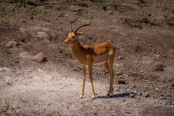 Αρσενικό Κοινό Impala Στέκεται Στη Βραχώδη Πλαγιά Του Λόφου — Φωτογραφία Αρχείου