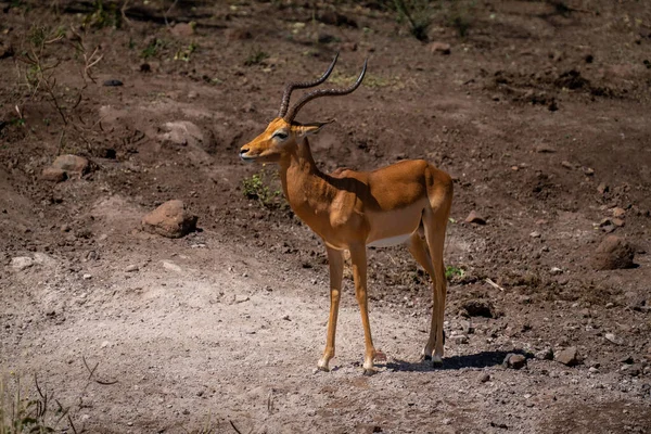Masculino Comum Impala Stands Pedregoso Chão — Fotografia de Stock