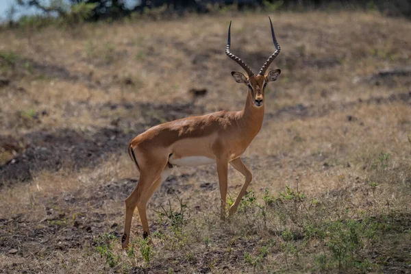 Masculino Comum Impala Stands Inclinação Olhando — Fotografia de Stock