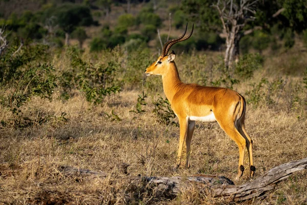 Masculino Comum Impala Stands Olhando Perto Log — Fotografia de Stock