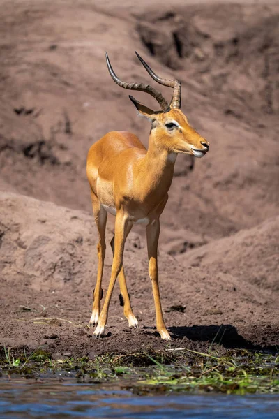 Masculino Comum Impala Stands Ensolarado Ribeirinha — Fotografia de Stock