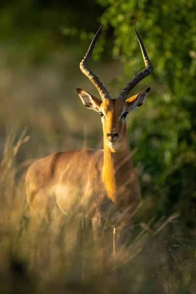 Masculino Comum Impala Stands Olhando Arbustos — Fotografia de Stock