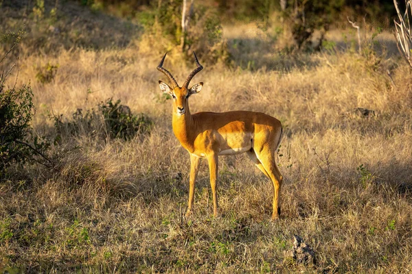 Masculino Comum Impala Stands Virando Direção Câmera — Fotografia de Stock