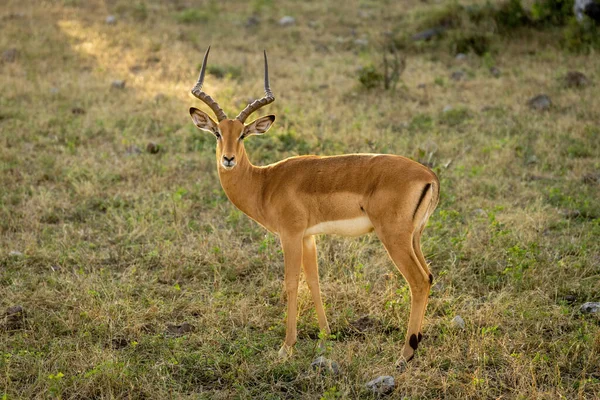 Masculino Comum Impala Stands Virando Para Câmera — Fotografia de Stock