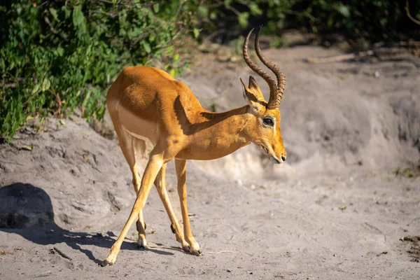 Masculino Comum Impala Vira Volta Praia — Fotografia de Stock