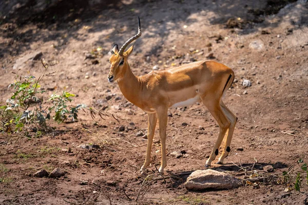 Masculino Comum Impala Stands Com Faltante Chifre — Fotografia de Stock