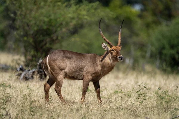 Male Common Waterbuck Stands Long Grass — Stock Photo, Image
