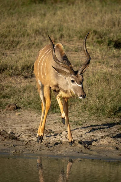 Masculino Maior Kudu Por Waterhole Levantamento Perna — Fotografia de Stock
