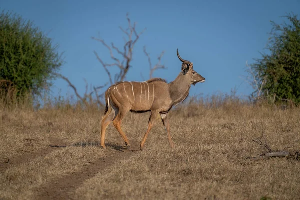 Männlicher Kudu Überquert Strecke Bei Sonnenschein — Stockfoto