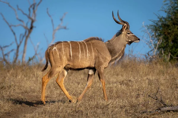 Mannelijke Grotere Kudu Kruist Spoor Savanne — Stockfoto