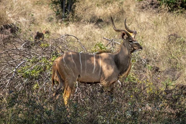Αρσενικό Μεγαλύτερο Kudu Στέκεται Στο Βυθισμένο Φως Του Ήλιου — Φωτογραφία Αρχείου