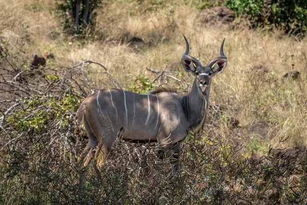 Masculino Maior Kudu Stands Olhando Sol — Fotografia de Stock