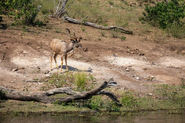 Male Greater Kudu Stands Staring Riverbank — Stock Photo, Image