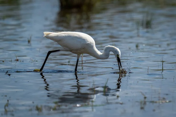 Little Egret Stands Pulling Beak Water — Stock Photo, Image