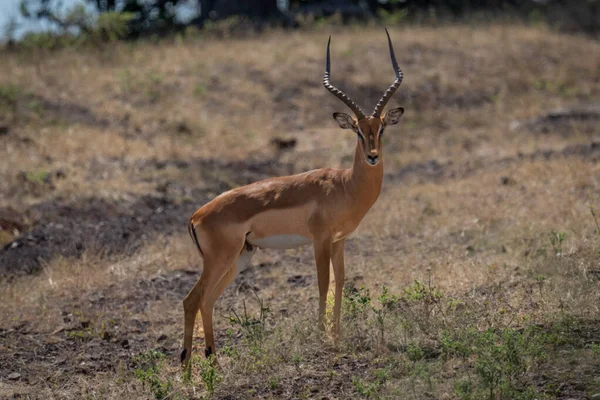 Erkek Impala Yamaçta Dikilip Dik Dik Bakıyor — Stok fotoğraf