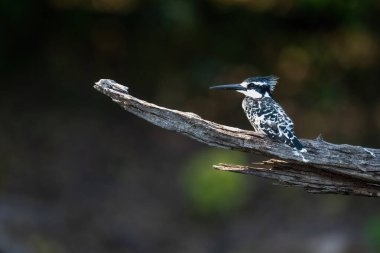 Ölü daldaki Pied Kingfisher kamerayı izliyor